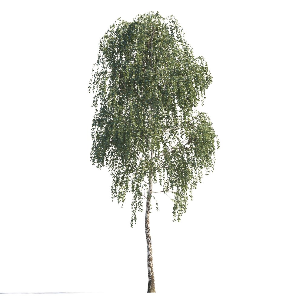 Lone Birch Tree Modelo 3D