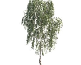 Solitary Weeping Birch Tree Modèle 3D