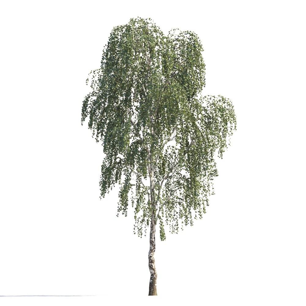 Solitary Weeping Birch Tree Modèle 3d
