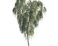 Weeping Birch Tree 3d model