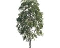 Solitary Birch Tree Modèle 3d