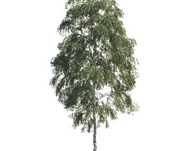 Solitary Birch Tree 3D model