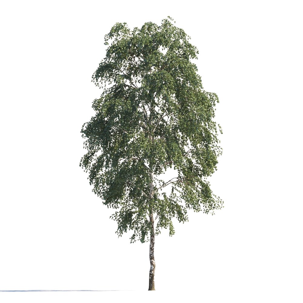 Solitary Birch Tree 3d model