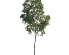 Green Birch Tree 3D-Modell