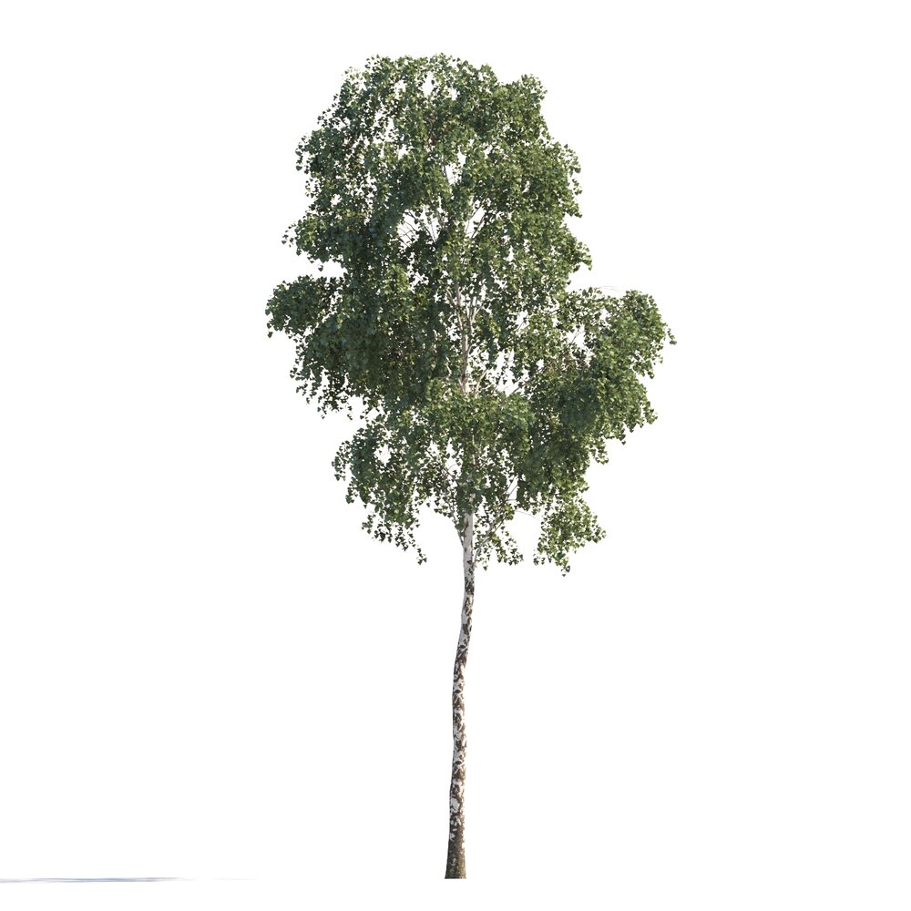 Green Birch Tree 3D модель