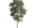Birch Tree Summer 3D 모델 
