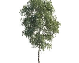 Birch Tree Summer 3D модель