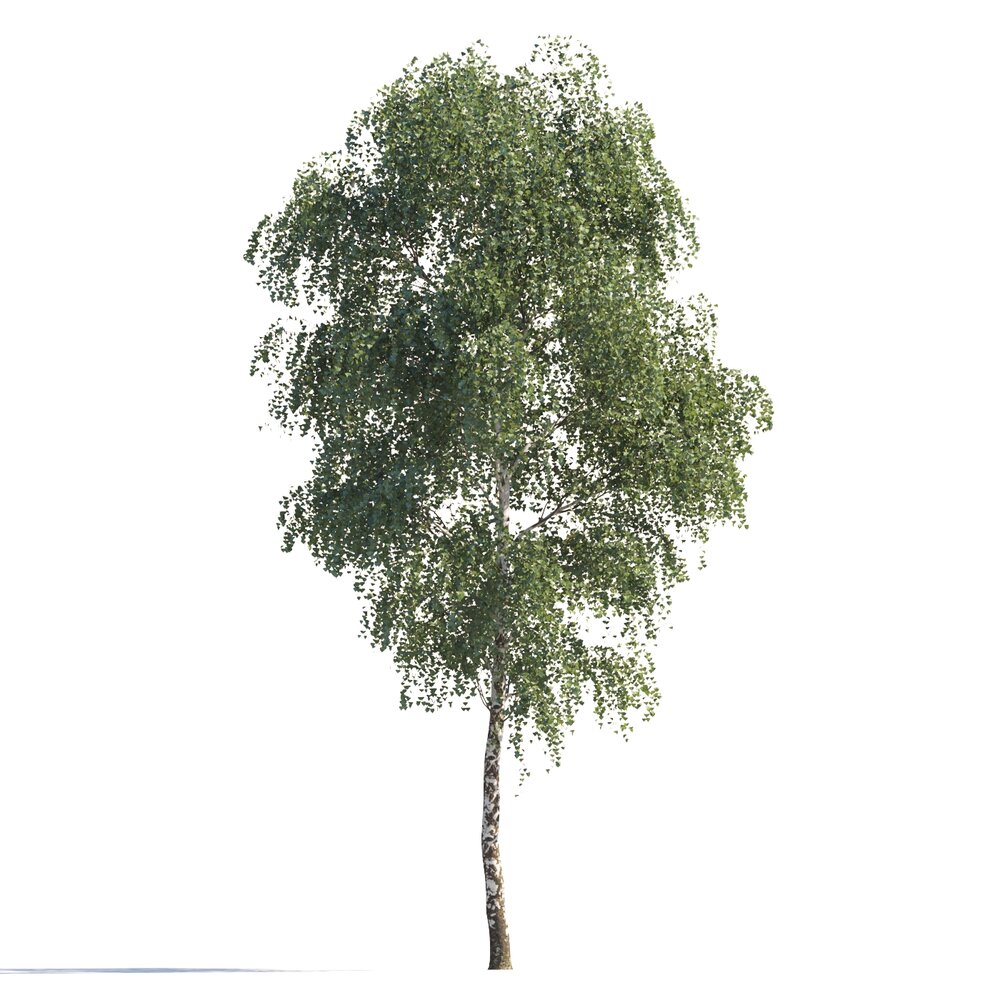 Birch Tree Summer 3D модель