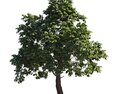 Beautiful Chestnut Tree 3D-Modell