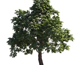 Beautiful Chestnut Tree 3D 모델 