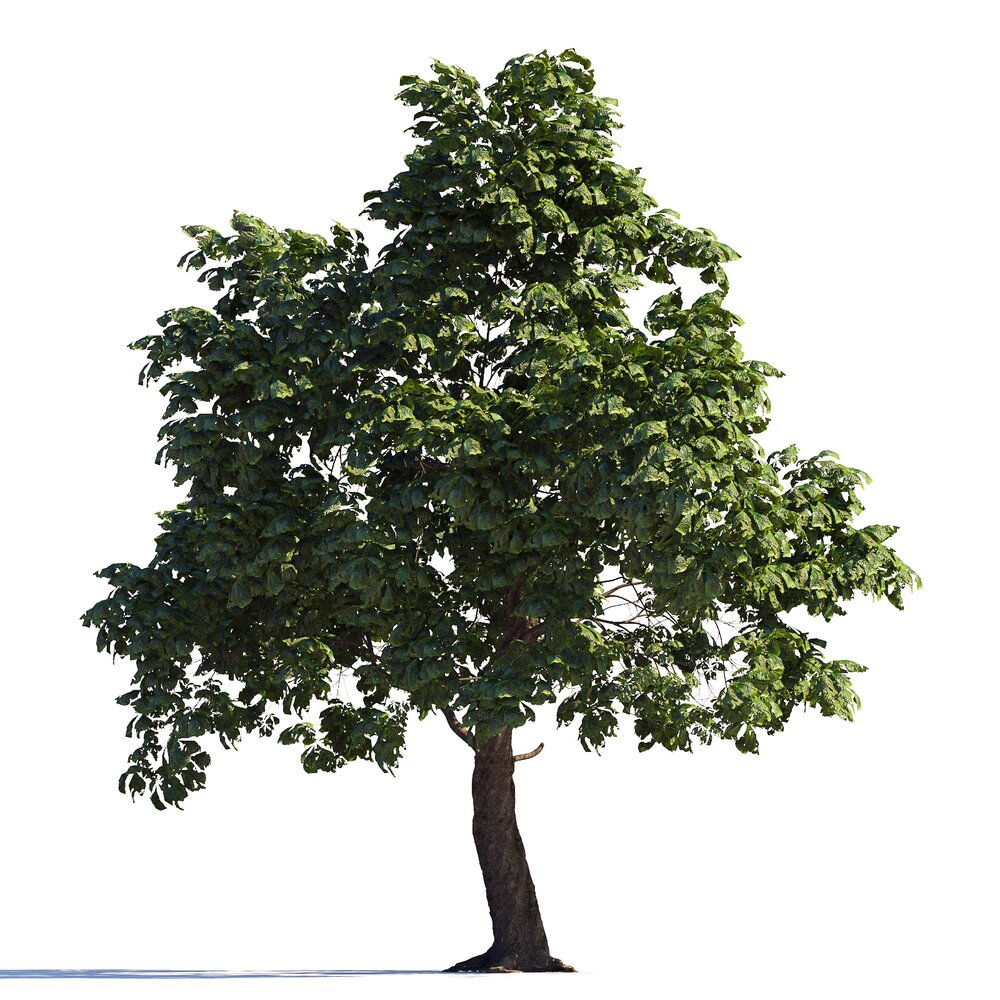 Beautiful Chestnut Tree Modelo 3D