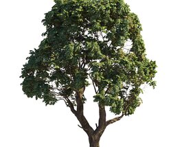 Garden Chestnut Tree 3D-Modell