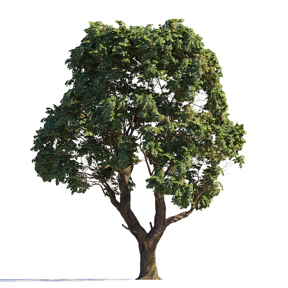 Garden Chestnut Tree Modello 3D