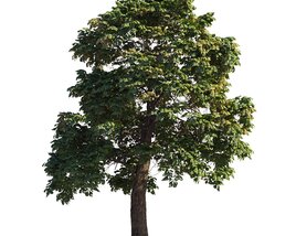 Solitary Chestnut Tree 3D 모델 