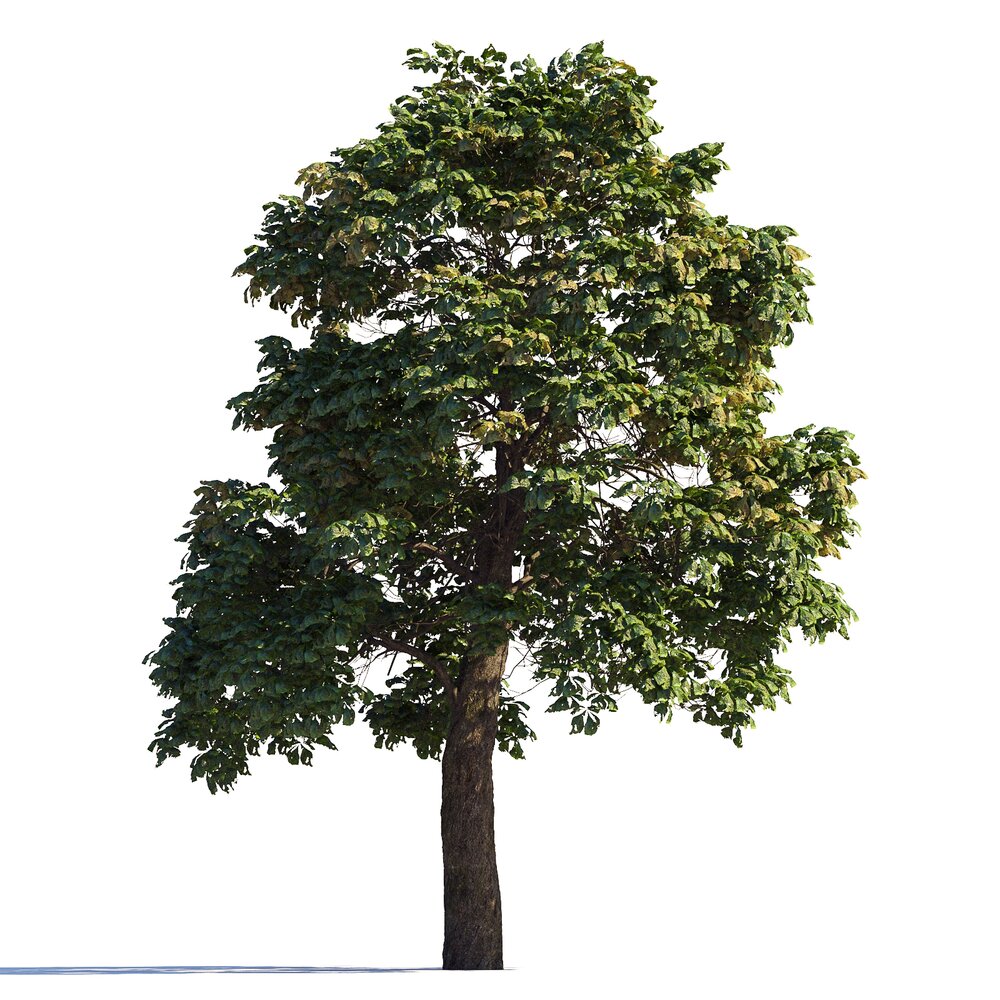 Solitary Chestnut Tree 3d model