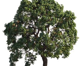 Verdant Chestnut Tree Park 3Dモデル