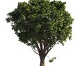 Verdant Chestnut Tree 3d model