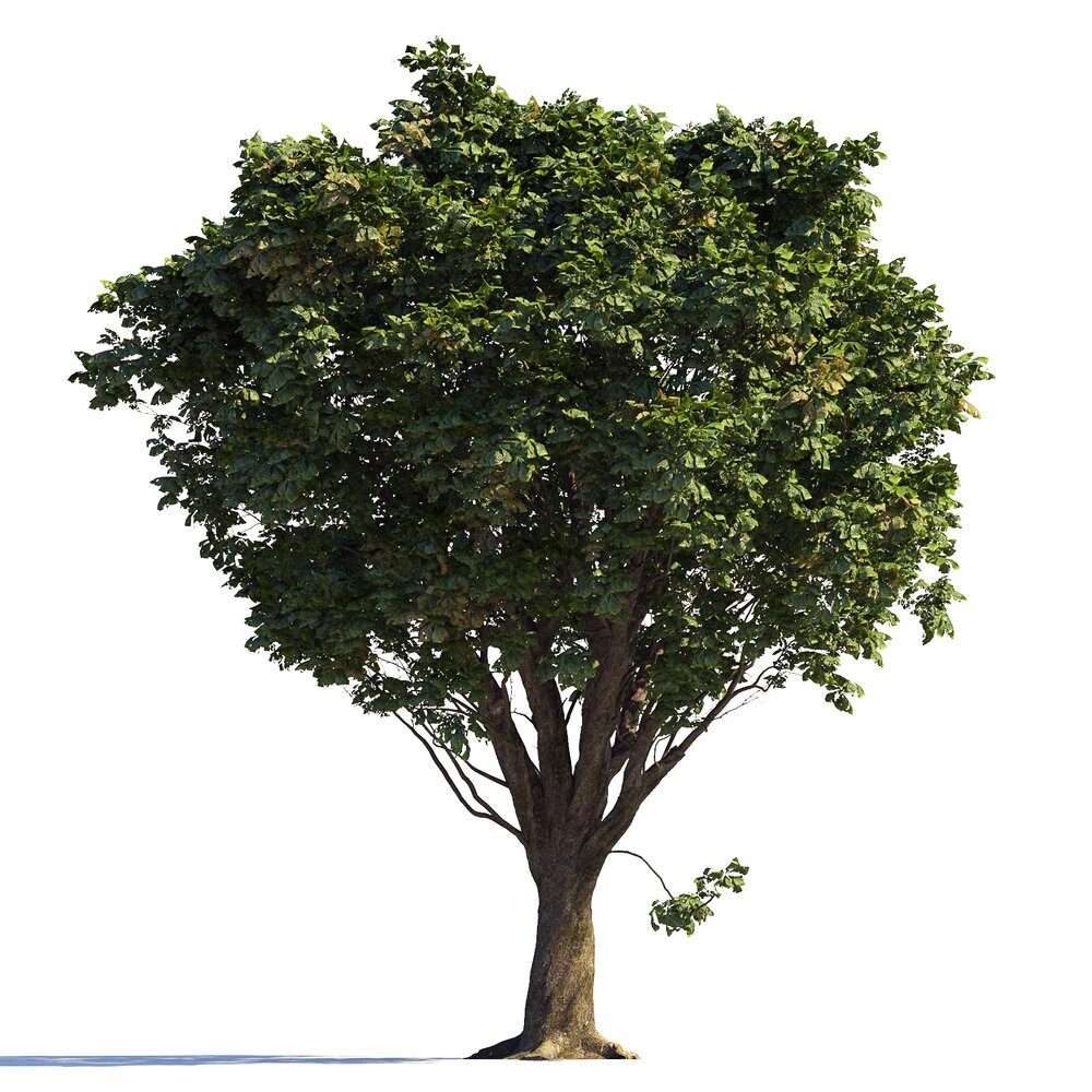 Verdant Chestnut Tree Modello 3D