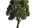 Chestnut Tree Park 03 3Dモデル