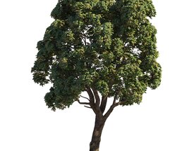 Chestnut Tree Park 03 3D-Modell