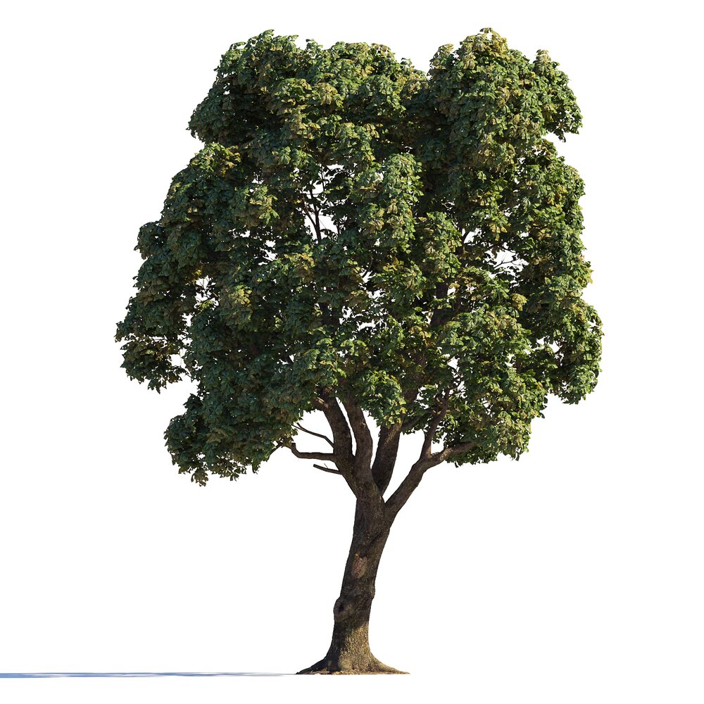 Chestnut Tree Park 03 3D 모델 