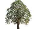 Chestnut Park Tree 02 3d model
