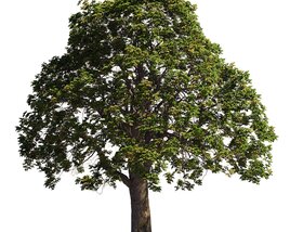 Majestic Chestnut Tree 3D модель