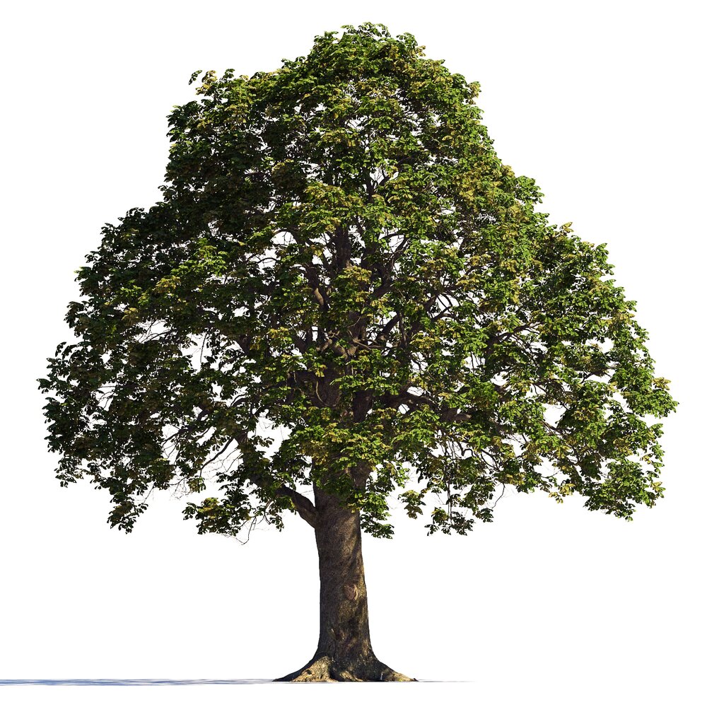 Majestic Chestnut Tree Modello 3D
