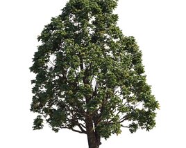 Tall Chestnut Tree 3Dモデル
