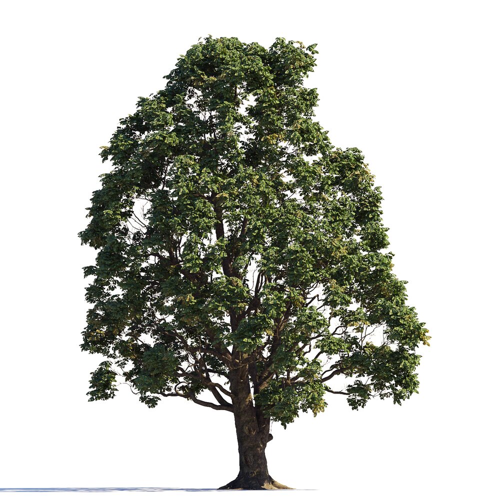 Tall Chestnut Tree Modèle 3d