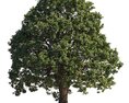 Large Old Chestnut Tree Modello 3D