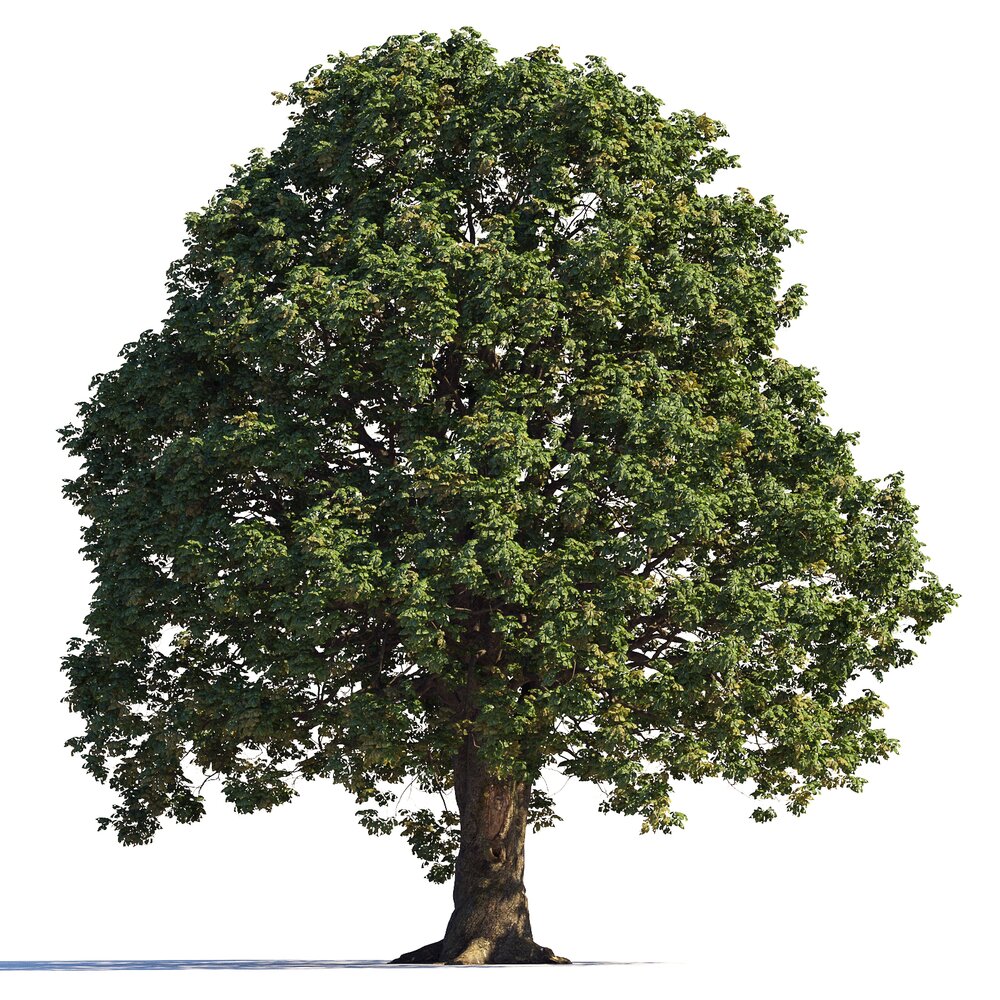 Large Old Chestnut Tree 3D модель