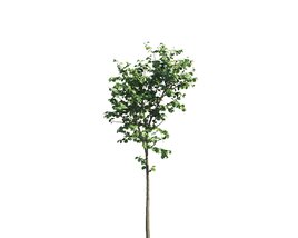 Tilia Young Tree 3D 모델 