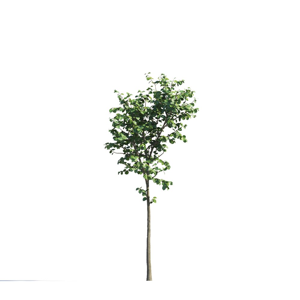 Tilia Young Tree 3D 모델 