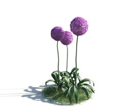 Allium Giganteum 3D 모델 