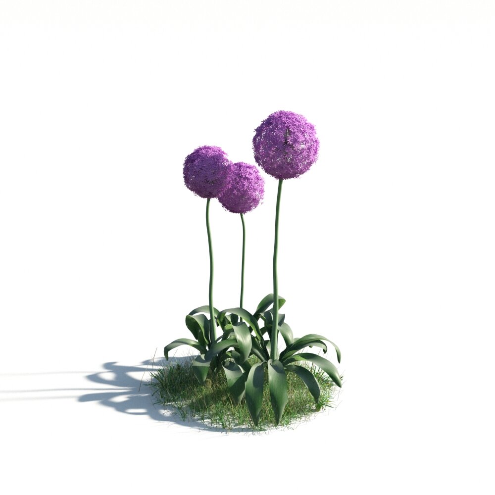 Allium Giganteum 3Dモデル
