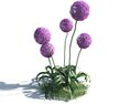 Allium Giganteum 02 3D模型