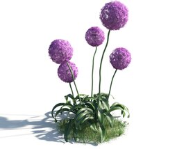 Allium Giganteum 02 3D-Modell