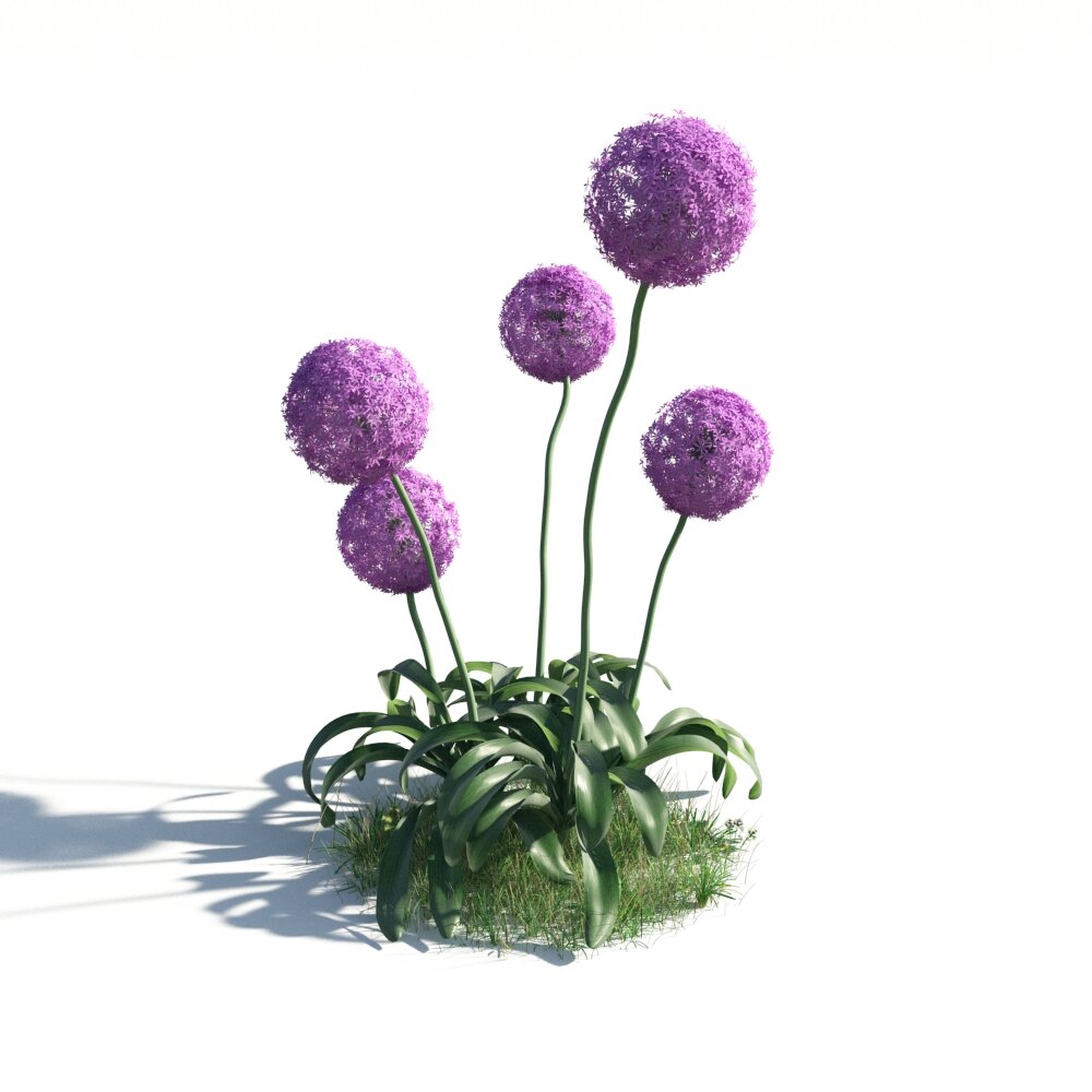 Allium Giganteum 02 3D 모델 