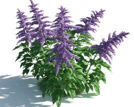 Purple Flowering Shrub Modello 3D