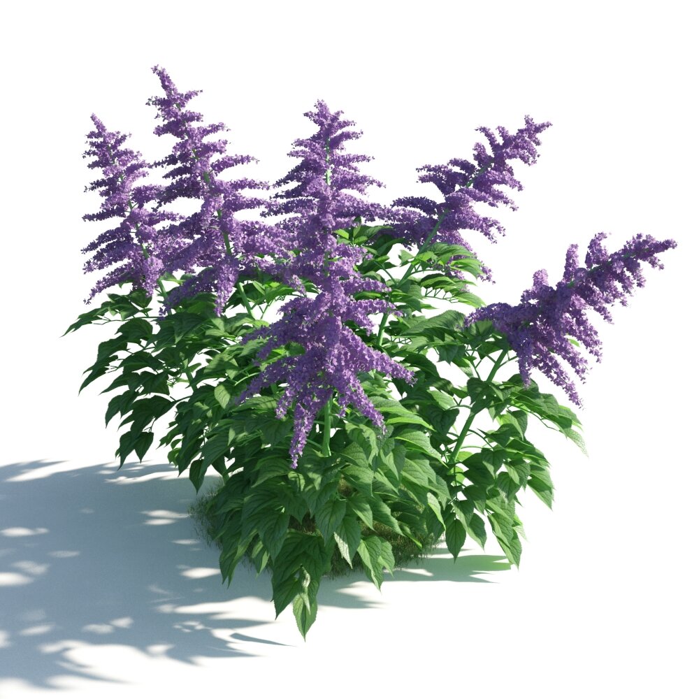 Purple Flowering Shrub 3d model