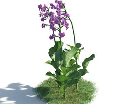 Purple Flower Plant 3Dモデル