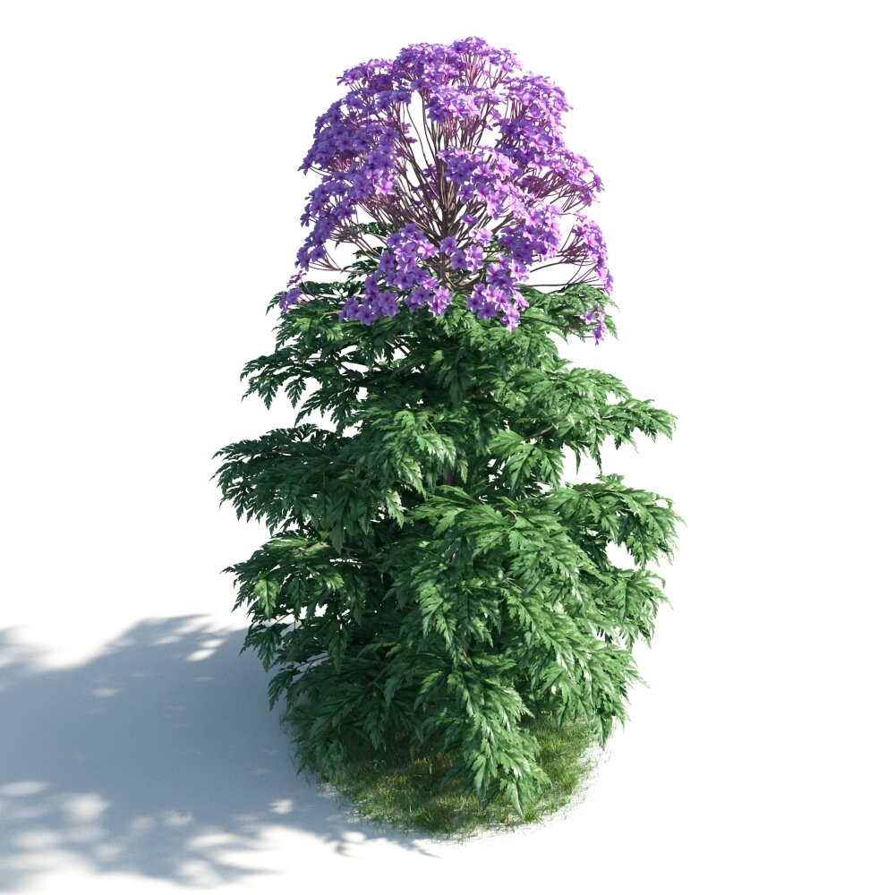 Verbena Officinalis 3D 모델 
