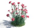 Dianthus Modello 3D