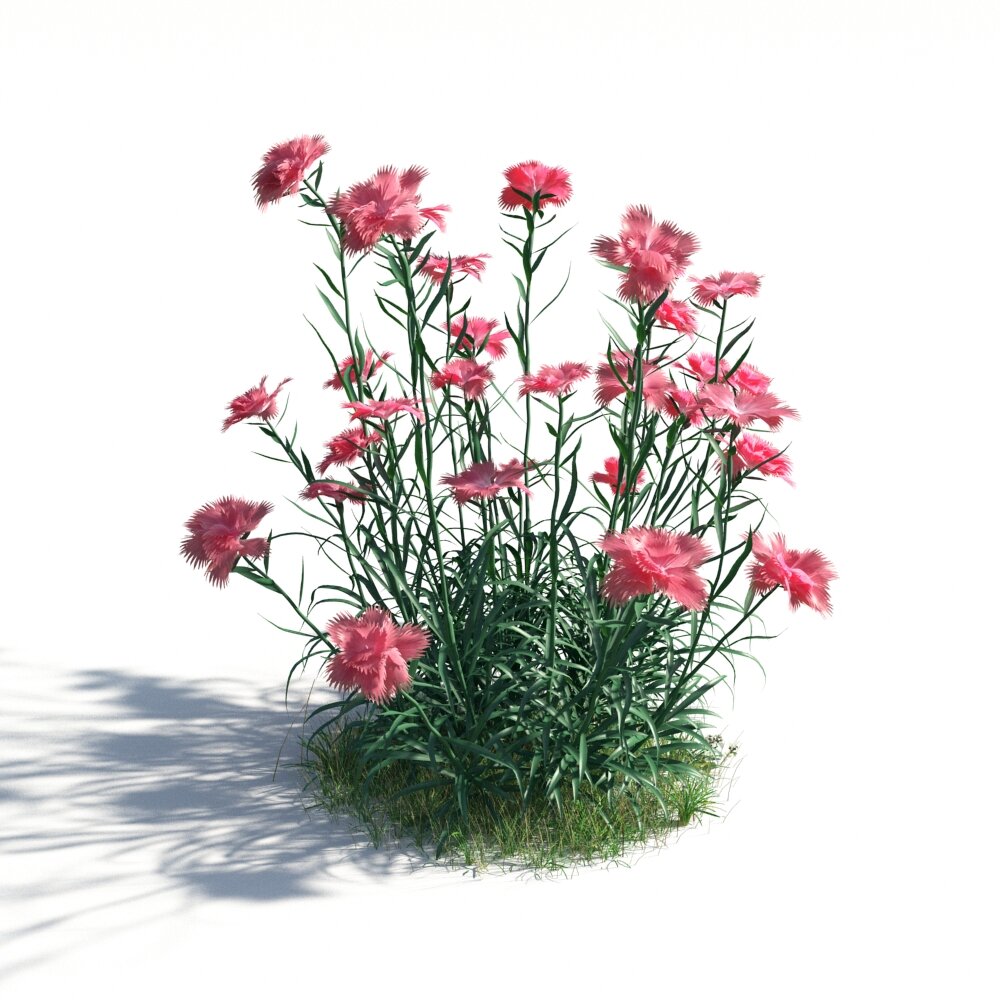 Dianthus 3D-Modell