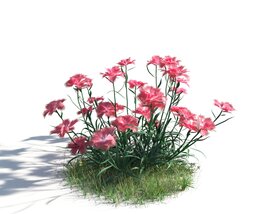 Dianthus Blush 3Dモデル