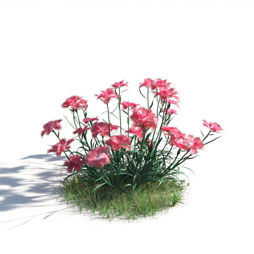 Dianthus Blush Modelo 3d