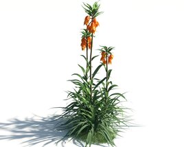 Fritillaria Imperialis Modello 3D