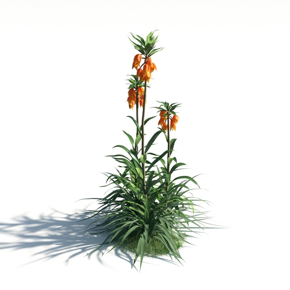 Fritillaria Imperialis 3D модель
