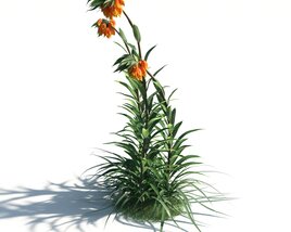 Fritillaria Imperialis 02 3D 모델 